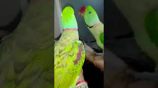 Beautiful Talking Alexander Parrot Posing In Mirror 😂😂 petbird alexandrineparrot talkingparrot [upl. by Yank]