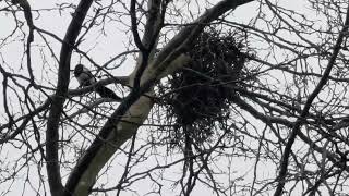 Magpies prepare nest magpie birdnests nature wildlife birds rspb crow birds [upl. by Weidar]