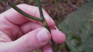 How to Identify Multiflora Rose in the Winter [upl. by Adaliah]