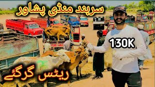 Peshawar Sarband Mandi Rates Kaafi gir gaye Maweshi mandi Pakistan cow mandi 2024 bakra eid [upl. by Ahsetal704]