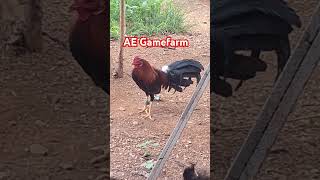 AE Gamefarm [upl. by Franny]