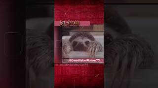 Def Leppard  Animal Drastic Symphonies DefLeppard [upl. by Aivatnuhs]