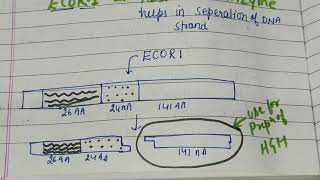 Biotechnological Preparation of somatotropin [upl. by Haikan505]