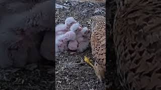 Tiny falcon KESTREL nestling get fed animals webcams nature animals wildlife live [upl. by Koetke517]