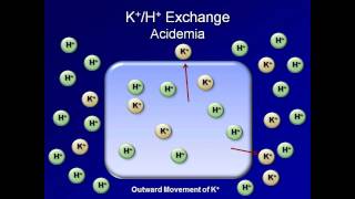 Normal AcidBase Regulation ABG Interpretation  Lesson 2 [upl. by Rtoip]