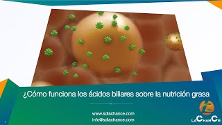 ¿Cómo funciona los ácidos biliares sobre la nutrición grasa [upl. by Lemhaj890]