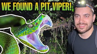 VENOMOUS VIPERS Bothriechis lateralis in the Costa Rican Cloud Forest  Costa Rica Vlog Episode 4 [upl. by Yrrot19]