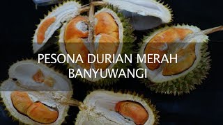 PESONA DURIAN MERAH BANYUWANGI [upl. by Aihsilef]