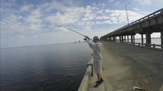 Pigfish and White Trout on Bob Sykes Fishing Pier [upl. by Hnib]