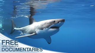 Wild Pacific  The Beauty of Life  Full Documentary [upl. by Nerua]