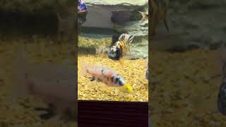 My African Peacock Cichlid grow out tank aquarium fish fishtank [upl. by Noleta]