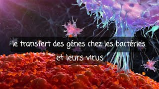 génétique 1ere année med dentaire  le transfert des gènes chez les bactéries et leurs virus [upl. by Ynohtnaleahcim]