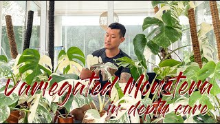 Maintaining variegation and buying guide for the variegated Monstera [upl. by Nuj819]