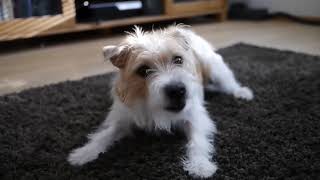 Video cani divertenti prova a non ridere cane che abbaia asmr [upl. by Trilly]