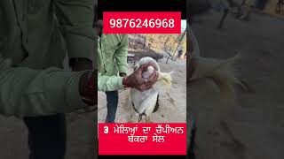 3 mela champion 🏆🏆 bakra sale 3 ਮੇਲਿਆਂ ਦਾ ਚੈਂਪੀਅਨ ਬੱਕਰਾ ਸੇਲ [upl. by Simdars]