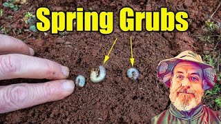 Treating Spring Lawn Grubs [upl. by Kacie293]