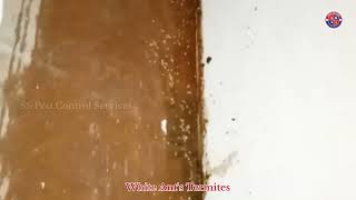 White Ants Termites  SMART SOLUTIONS  Pest Control Services AmarnathS [upl. by Cinda]