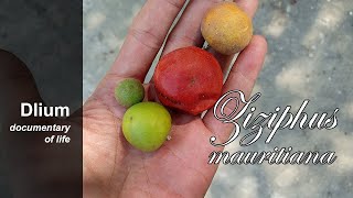 Indian jujube Ziziphus mauritiana [upl. by Ellyn854]