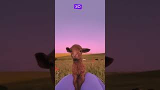 Sheeps Facts youtubeshorts viralshorts [upl. by Latisha550]