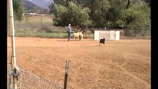 German Shepherd Dog Karu gets leg in Herding Started A Course [upl. by Yehus]