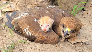 Falcon Adopted Baby Cats after they lost their mother Just unbelieveble [upl. by Arednaxela]