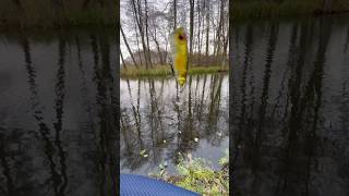 Trout fishing fishing fishingvideo рибалка youtube [upl. by Andy]