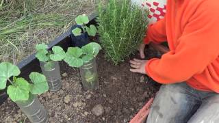 Como Y Porque Plantar Romero En La Huerta  Huerta Aromatica  La Huertina De Toni [upl. by Maude]