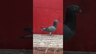 Hari saindi chotiyal maadin FOR SALE pigeon pigoen kabootar birdspecies pigeonnet birdslover [upl. by Elvie]