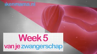 5 weken zwanger Bekijk symptomen informatie over de echo en je kindje  ikenmamanl [upl. by Orazio717]