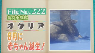 鳥羽水族館の「オタリア」アシカと違う特徴は？【どうぶつZOO鑑】2024年10月4日放送 [upl. by Rellim]