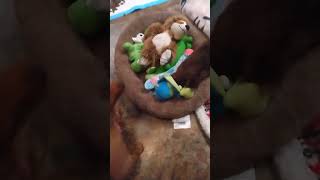 Doxie Playtimenonstop😂 dog dachshund animals doxies [upl. by Einegue327]