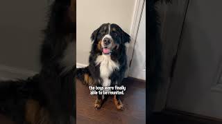 My Bernese Mountain Dog Is Reunited With His Golden Retriever Best Friend After 5 Months Apart🥹 [upl. by Aneetak755]