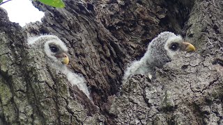 Baby Owls Living and Feeding in their Tree Home [upl. by Narhem108]