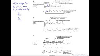 Axon cable properties determine propagation velocity [upl. by Geneva]