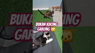 Bukan kucing garong ITMRN67punyacerita [upl. by Nyllewell]