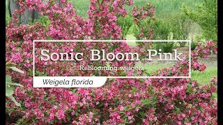 30 Seconds with Sonic Bloom® Pink Reblooming Weigela [upl. by Heman405]