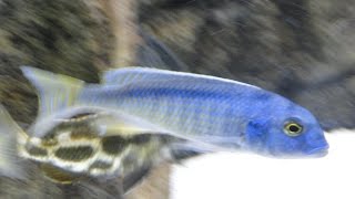 Buccochromis Spectabilis African Cichlid Malawi [upl. by Nosemaj]