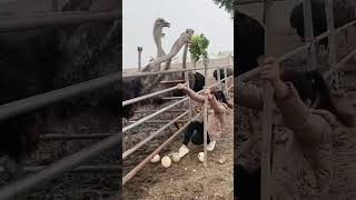 The process of collecting ostrich eggs [upl. by Byran]