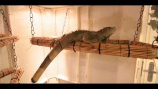 How to Set Up an Iguana Cage  Small Pets [upl. by Rekoob305]