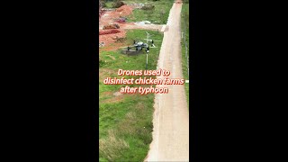 Drones used to disinfect chicken farms in Chinas Hainan after typhoon [upl. by Akiner]