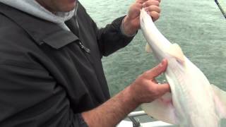 Albino Dogfish Release [upl. by Risser]