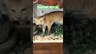 taxidermy wild cat [upl. by Annekcm]