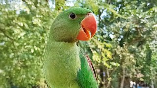 Baby Alexandrine Parrot Voice [upl. by Aleek]