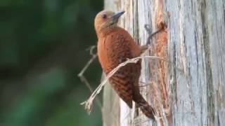 Rufous Woodpecker chiselling a nest cavity  by Dani M Queddeng [upl. by Warila]