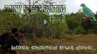 ep2  RAINY SEASON Hunting Adventures Blackchinned fruit dove [upl. by Arammat222]