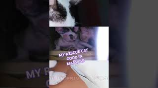 SICK RESCUE CAT NOW GOOD AT MASSAGE [upl. by Ambrose]