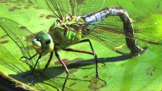 LAnax empereur Anax imperator qui pond ses oeufs [upl. by Yemar]