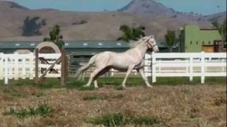 Lusitano Stallion Caetano For Sale [upl. by Yssej372]