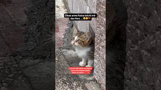 Diese Katze bricht mir das Herz 😔😢💔 cat cats catlover catvideos kitty kitten katze viral [upl. by Arney346]