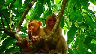 Very Good Rainbow Adorable monkey Rainbow try protect amp comfort baby Jovi when Mama Joyce go away [upl. by Ulani]